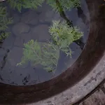 Bogolvar Retreat - для усамітнення 