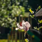 Bogolvar Retreat - для усамітнення 